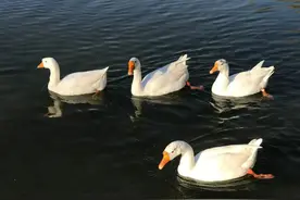 为何动物都怕鹅？有鹅的地方没有蛇？“白切黑”的大鹅超出想象图片