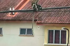 猴子要逆天？竟然劫持狗崽爬上参天大树，三天后人质才被解救？图片