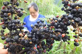 常见但有毒的8种水果，很多人常吃，吃的时候多注意图片