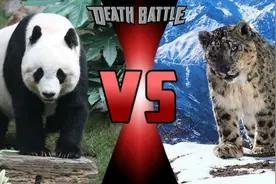 雪豹vs大熊猫，当雪山之王遇到川西霸主，谁会笑到最后呢？图片