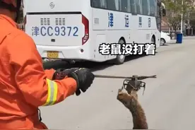 天津滨海 黄鼠狼为抓老鼠卖力整活，不料反被老鼠夹夹住图片