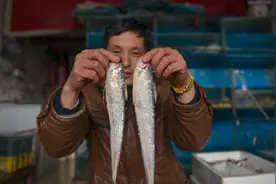 刀鱼迷局：我国禁捕3年后，刀鱼现身靖江鱼塘，繁殖是救鱼关键？图片