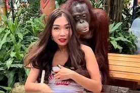 泰国动物园猩猩袭胸女游客成习惯，咸猪手偷亲还大笑吐舌图片