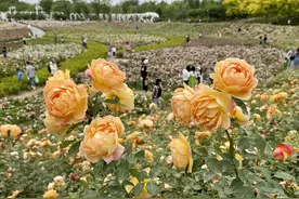 超清大图 | 航拍西流湖公园：郑州最美月季花海图片