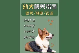 新手必看幼犬喂养指南，养狗不踩雷就这样做图片