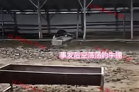 21头牛吃自家玉米秆后死亡，主人怀疑是被投毒，原来这不是第一次图片