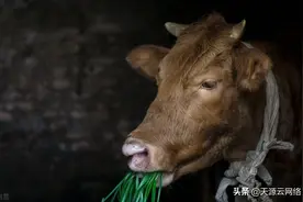 牛羊吃土啃毛是怎么回事？怎么办？图片