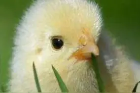 童年趣事（二）孵小鸡（原创）图片