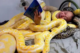 2012年，云南动物园黄金巨蟒突然张开血盆大口，变成冷血杀手图片