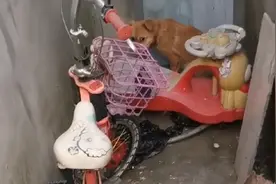 山东：不知它有多绝望，脖子被勒烂的狗狗才会选择躲进陌生人家中图片