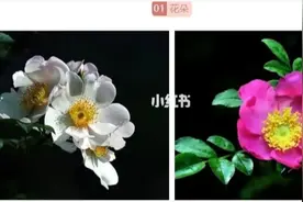 金刺梨与普通刺梨的区别图片