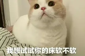 萌宠表情包：我想试试你的床软不软图片