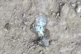 鸡好好的，突然拉白色粪便是咋回事？图片