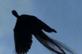 河南出现“神秘巨鸟”，成片喜鹊围绕飞行，这只鸟究竟什么来头？图片