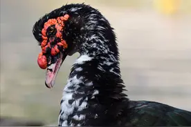 脸上长瘤的西洋鸭，引入中国后才发现有毒？卖那么贵怎么没人养？图片