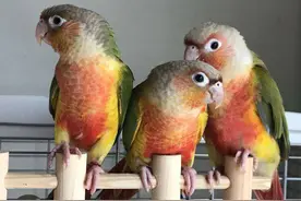 小太阳鹦鹉能当宠物养吗？济南市园林和林业绿化局：能养但不能繁殖图片