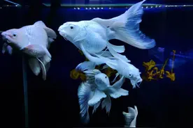 刚换完水，为什么鱼缸的水面，立刻出现大量的油膜和泡沫？图片