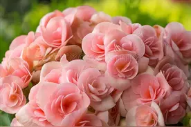 天热了，8种花要“睡觉”，放在阴凉处“静养”，少管反而长得好图片