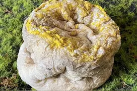 有哪些生物违背了生命规律？你听说过，跳出三界外的“太岁”吗？图片