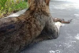 令人闻风丧胆的蛇，为什么猫却不怕？猫为何能轻松拿捏蛇？图片