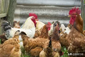 早晨喂鸡三大忌，你知多少？养鸡专业户不得不说的秘密图片