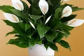 室内养白掌，记住“4点”，叶子一直翠绿，开花多淡雅漂亮寓意好图片