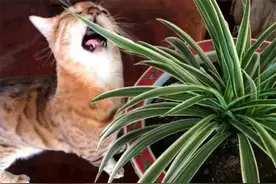 养猫家庭适合养的植物有哪些？10种花的标准：猫可入口，不乱扒拉图片