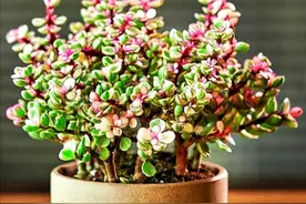 如何养好雅乐之舞，让她的叶色鲜艳耐看，株型更美图片