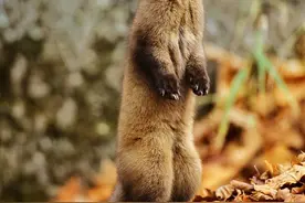 黄鼠狼真是黄大仙？富婆陈丽华：我在故宫看见过黄鼠狼拜月图片