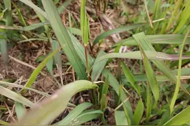 农村这种植物，根部极为珍贵，人称“钻地龙”，遇见请别除掉！图片