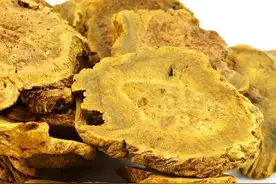 每日一科普，中药材养生知识：大黄，泻火解毒，治疗便秘的良药图片