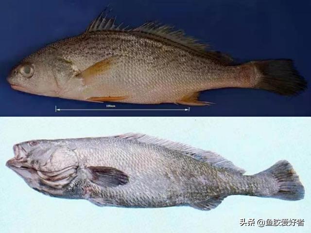 大口赤嘴鳘鱼胶的鉴别 2026年大口赤嘴鱼胶是不是野生