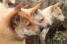 印度的猴狗大战，狗子被团灭，如果发生在中国，结局会不会逆转？图片