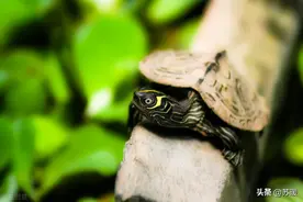 孵化龟蛋的4种特殊情况！你遇到过吗？图片