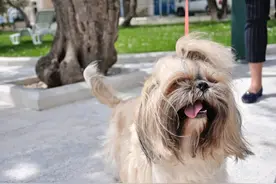 狗能看到人类看不到的东西吗？和人类的视力有什么区别？图片