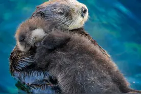 被妈妈抱到成年的小海獭，是最幸福的幼崽？动物的母爱也很无私！图片