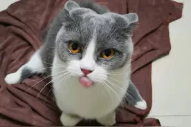 一例猫先天性脊柱畸形继发脊髓挫伤的兽用激光理疗图片