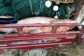 比三轮车还长！自家鱼塘捞出百斤巨青却不知哪来的，早知该钓上来图片