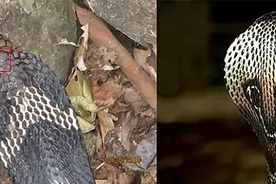 你知道“眼镜王蛇”和“眼镜蛇”有什么区别吗？图片