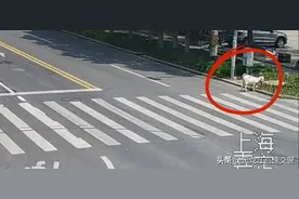 3只小羊离家出走找到时已送上餐桌图片