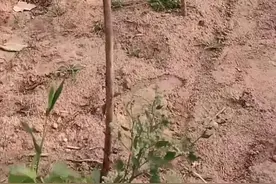 都说秋栽树比春季好，真这样吗？这些地方秋栽还真不行！有道理图片