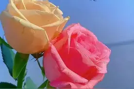 美图分享，时光太匆忙，请把脚步慢下来，静享这美丽的花开花落图片