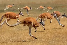 澳大利亚袋鼠杀人！5000万只袋鼠泛滥，呼吁吃肉为啥灭不了袋鼠？图片