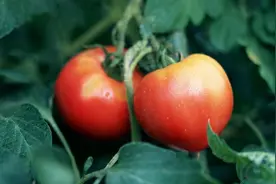 为何现在的西红柿都“硬邦邦”的，放几个星期都不坏？为你解答图片