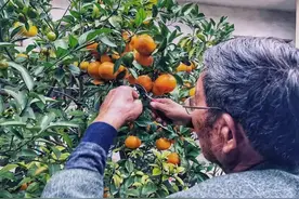 40多岁果树结出10多种水果，7旬果农痴迷嫁接，全年吃果不求人图片