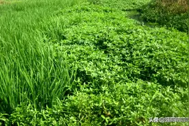 号称“杂草之王”的水花生能吃、能当饲料，为何还能泛滥成灾？图片