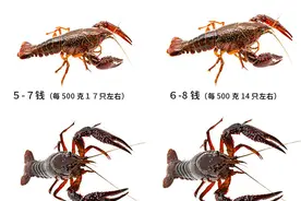 餐饮老板注意：小龙虾进货必踩的坑图片