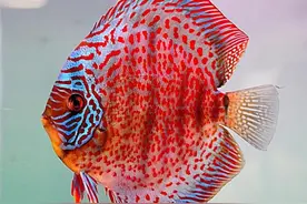 新手养七彩神仙鱼苗注意事项、防止养成老头鱼图片