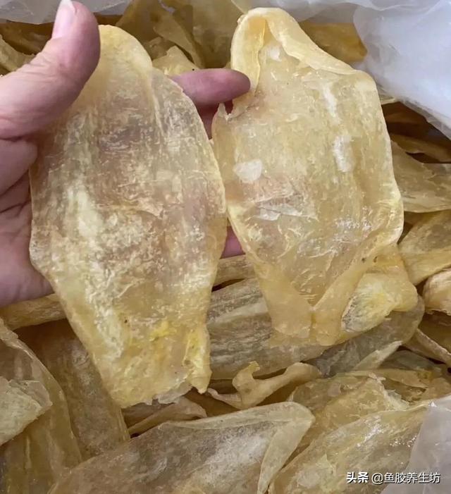 花胶碎批发 2026年批发花胶店都是从哪里进货 花胶碎批发 2026年批发花胶店都是从哪里进货