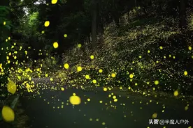 推荐国内13大萤火虫之地图片